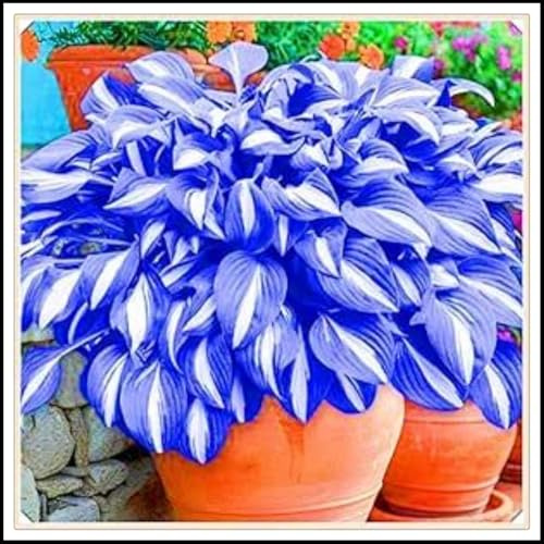Rizoma de hosta. Una planta vigorosa con tallas de jade dorado que se siente hermosa.-15 Rizoma-E