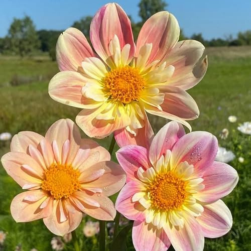10bulbos de dalia de acónito de invierno, para el balcón tubérculos y de dalia jardinera, primavera en resistentes