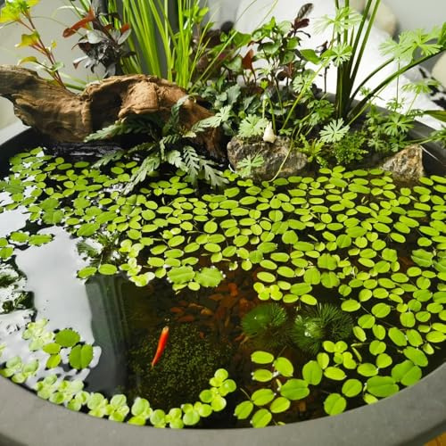 semillas de lenteja de agua,Decoraciones flotantes para estanques,de exterior.Decoración de estanques,de balcón.resistentes para el jardín perennes 1000pcs