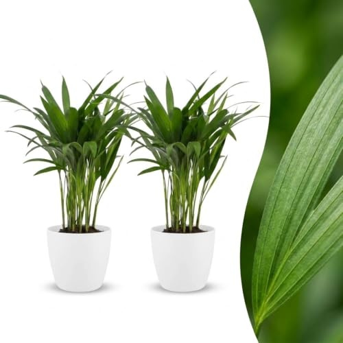 Areca Lutescens – Guldpalm – 2 plantor – med vit kruka - 35-45cm - Ø12cm