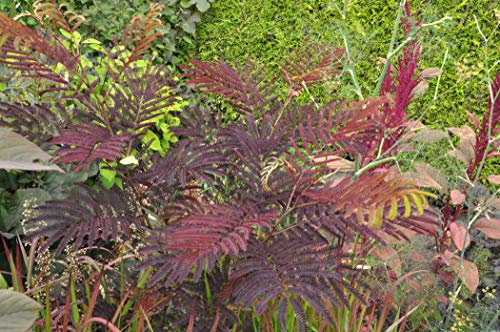 Albizia julibrissin 'Summer Chocolate' 60–80 cm – Winterhart & Mehrjährig & Pflegeleicht – Seidenbaum – Zierbaum für Garten & Terrasse