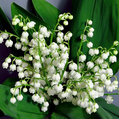 YouGarden Lily of The Valley Perennial Plants, Established Plant in 9cm Pot, Potted Plants for Gardens, Shade Loving Flowering Plants. Lily of The Valley Plant for Garden
