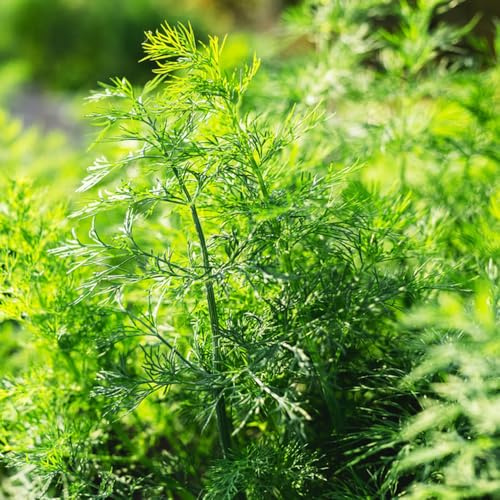 Semi di aneto - vecchie varietà resistenti per giardini rocciosi prodotti sostenibili per giardinieri verdi biologiche selvatiche 100pcs