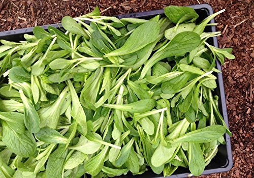 Corn Salad Seeds Aka, Mache,Lamb’s Lettuce, Field Salad, (Valerianella Locusta) (1/4 lb)