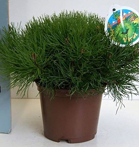 Zwerg Bergkiefer Typ Tirol 20-25cm - Pinus mugo - lebende Gartenpflanze aus den Baumschulen