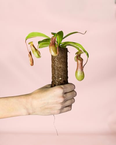 Carnívora Nepenthes | Mini Planta Carnivora Natural | Pur Plant