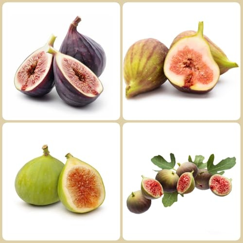 Semi di fico - da balcone semi di raro frutteto da frutto frutto nani, resistenti comprare per giardinieri colonnare esotico colonnari vecchie 350pcs