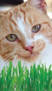 60 Seeds of Cat Grass, Simply Garden Flower Seeds Grow Your Own Colourful Flowers