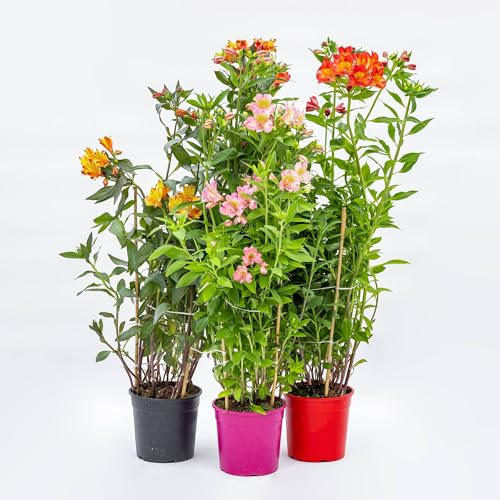 Vivai le Georgiche - Pianta vera di Alstroemeria Paradise Summer in varietà Summer Paradise Series Giglio peruviano, Giglio degli Incas - vaso Ø 19 cm