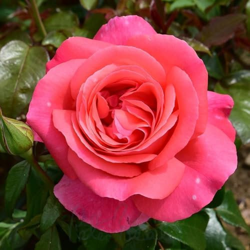 Peter Beales Roses UK Special Anniversary Bush Rose, Dark Pink Hybrid Tea, 60cm, Very Fragrant, Award-Winning