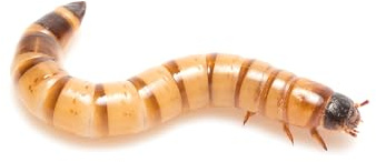 Eurocrickets Tenebrio Molitor, 500 g di mangime vivo per insetti vivi a nuova crescita, mangime per rettili, mangime per uccelli, mangime per pesci, ricci, mangime per rettili (500 g)