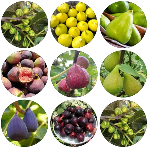 feigenbaum gewächshaus balkon zimmerpflanze zimmerbonsai bonsai winterharte stauden mehrjährig balkonpflanzen obstpflanzen säulenobstbäume obstbaum pflanzensamen steingartenpflanzen 400samen