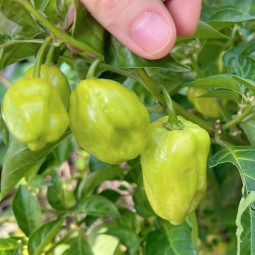 Semillas de Chile Habanero - semillas de invierno Comprar de invierno. regalos para jardineros semillas de jardín 20pcs