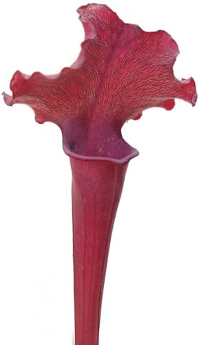 Fangblatt - Sarracenia X Judith Hindle - außergewöhnliche Schlauchpflanze - besondere fleischfressende Pflanze
