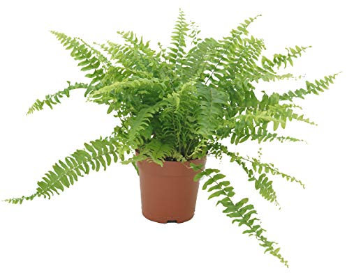 Schwertfarn, (Nephrolepis exaltata), luftreinigende Zimmer und Büropflanze, verbessert das Raumklima, (im 12cm Topf)