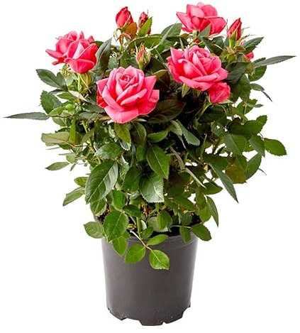 Rosal Rosa Oscuro Premium DECOALIVE Rosal Minatura con Flores de Color Rosa Oscuro