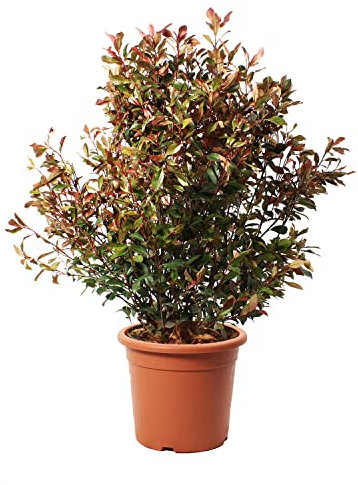 KENTIS - Photinia Fraseri Robusta Compacta con Decorazione Vaso in Juta - Piante Vere da Esterno Resistenti - Pianta da Siepe per Giardino - H 125-150 cm Vaso Ø 30 cm