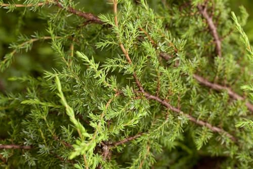 Teppich-Wacholder Juniperus communis Hornibrookii 20-30 cm winterhart | Bodendecker mit dichtem Wuchs, ideal für Steingarten, Beet und Hänge, sonniger Standort, robust und langlebig