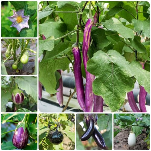 auberginensamen balkon - seltene bio garten alte sorten 1000pcs