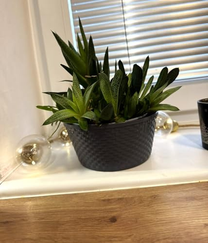 Pflanzschalen Ø 12 cm Blumenschalen Blumensteckschale Steckschalen für Tischdeko, Blumengestecke, 3 Stück im Set, Farbe Grau, Kunststoff in Rattan-Optik