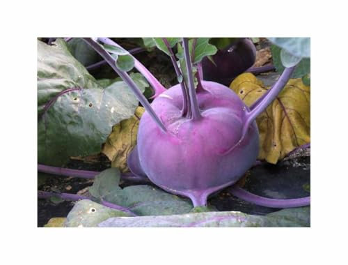 Stk - 30 Korn Kohlrabi (Bio) AzurStar Garten Pflanzen - Samen F-S639 - Seeds & Plants Shop by Ipsa