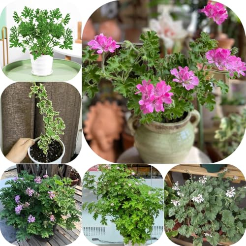 Gerani profumati, semi di geranio limone - selvatiche esotico semi di aromatiche per giardino aromatiche verdi da balcone resistenti per giardini 80pcs