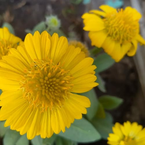 Kokardenblume, balkonpflanzen stauden winterhart mehrjährig für sonnige plätze geschenke für gärtner blumendeko seltene wildblumensamen blumensamen schmetterlingswiese gartendeko 600Samen