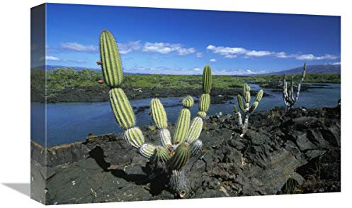 Global Gallery Candelabro Gigante Cactus Isla Isabella, Islas Galápagos, Ecuador-Lienzo, 45,7 x 30,5 cm
