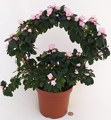 POWERS TO FLOWERS - AZALEA ARCO ROSA IN VASO 20cm, pianta vera