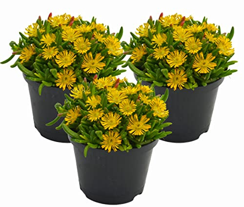 Eisblume, Mittagsblume (Delosperma), winterharte bienenfreundliche bodendeckende Staude, Sorte: Wheels of Wonder Golden Wonder, gelb blühend, kräftige Pflanze je im 12cm Topf