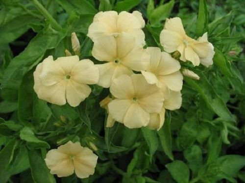 ¡¡NUEVO!! 30+ FRAGANTE SUAVE PHLOX GIALLO/resiembra ANUAL