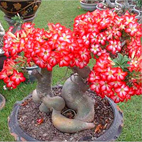 Graines De Rose Du Désert Graines D'Adenium Obesum Graines De Fleurs De Bonsaï À Doubles Pétales Plante En Pot Pour Jardin Domestique Graines Vraies