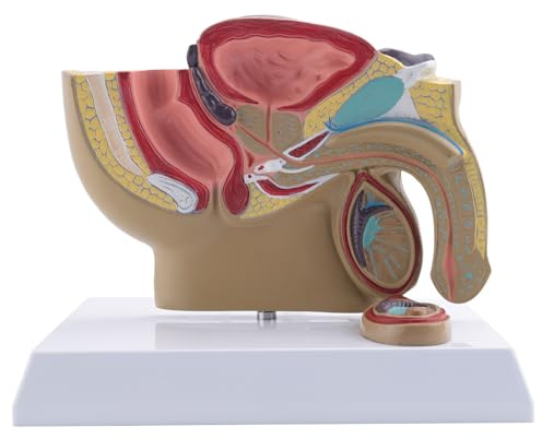 Reinscer 1:2 mäns bassäng sagittal snitt testiklar prostata bubbla rektal urinsystem modell