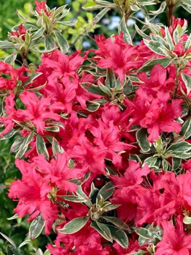 Azalee Rhododendron obtusum Silver Sword 20-25 cm winterhart immergrün