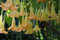 Brugmansia suaveolens Giallo | 100_Seeds;Seeds Only