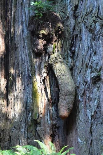 Treenis: Hanging out in the Redwood Forest