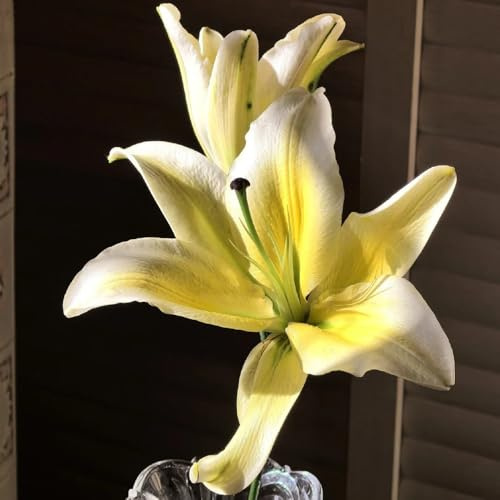 Semi di Begonie,Semi esotici,Decorazione da giardino,decorative 30pcs