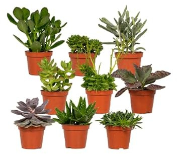 Sukkulenten Mix – 18er-Set – Ø8,5cm x H10cm – Verschiedene Arten im Kunststofftopf – Pflegeleichte Mini-Pflanzen – Für Fensterbank, Büro & DIY-Deko