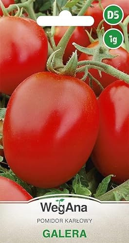 WegAna Tomate Galera Tomatensamen 1g, Robuste Gemüsesamen, Gemüse Samen, Samen Anzucht, Saatgut für Gewächshaus