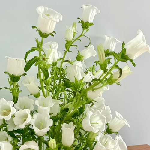 Semi di campanula, Le perenni sono Campanula media, di campanula resistente biologici semi da giardino 100pcs