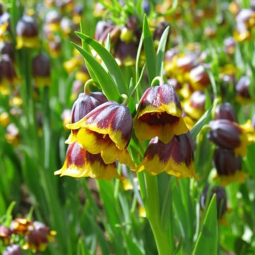 tuberi corona imperiale - fritillaria da giardino da interno corone imperiali resistenti in vaso balcone to precoci 4bulbi