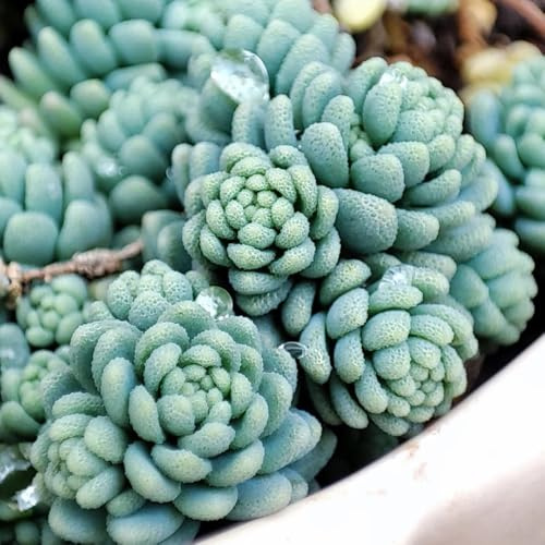 semillas de sedum, resistentes en decoración interior balcón 300pcs