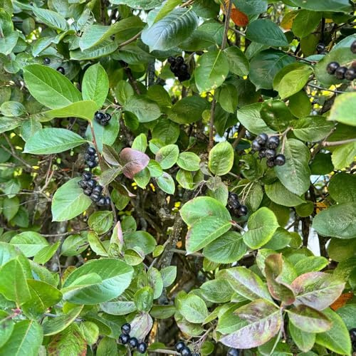 Aronia melanocarpa (Aronia nera) siepi decorazioni per il soggiorno 100semi