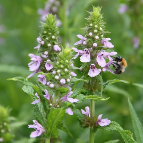 WASSERPFLANZEN WOLFF - Trio-Set Sumpf-Ziest/Stachys palustris | 3 Töpfe Sumpfstaude - QUALITÄTSSTAUDE durchwurzelt im 9x9cm Topf - Uferzone - winterharte heimische Wildpflanze