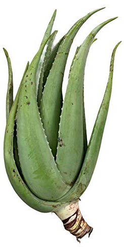 Vonderweid - Aloe Vera Adult Plant | Medicinal and Ornamental Plant | Plant of 5 to 8 Years Old | Grown in Sicily Since 1997