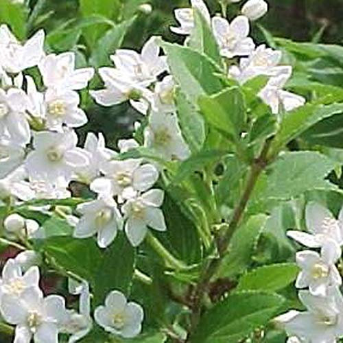 Maiblumenstrauch - Deutzia Gracilis - 50-60 cm Topf - Weiß blühende, kompakte Sorte
