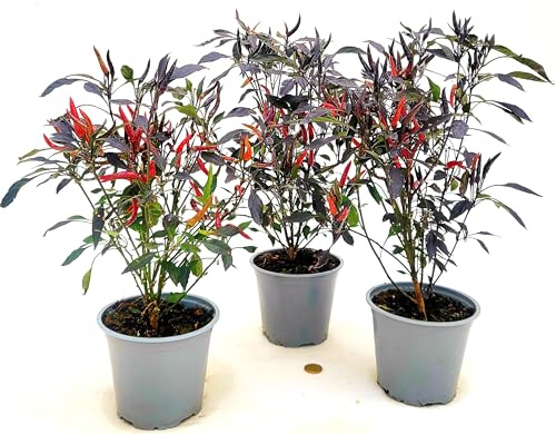 POWERS TO FLOWERS - PEPERONCINO PICCANTE BLACK HORN. PEPERONCINO A FOGLIA NERA E FRUTTO ROSSO, CAPSICUM. VASO 14CM, 3 PIANTE, piante vere
