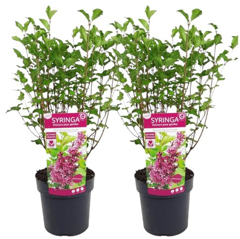Plant in a Box - Syringa vulgaris lilas 'Bloomerang' Violet foncé - Séring - Lilas - Lot de 2 - Arbuste - Plante de jardin - ⌀19 cm - Hauteur 55-65 cm