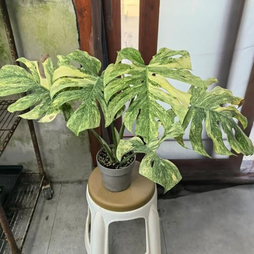 monstera pflanze samen, bonsai samen zimmerbonsai bonsai wanddeko pflanzen pflanzensamen geschenk exotische zimmerpflanzen samen bonsai samen gartenpflanzen deko pflanze zimmerpflanzen 30pcs