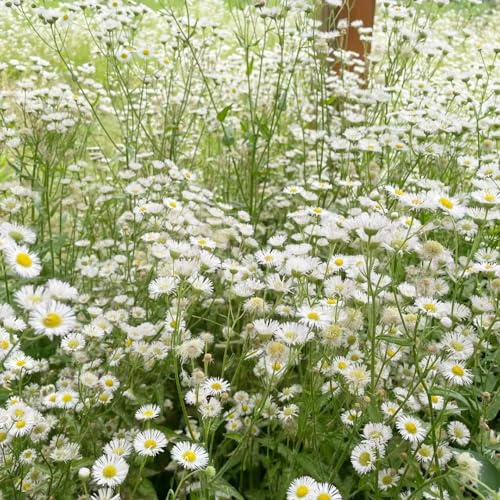 spanisches gänseblümchen - schnittblumen blumenstauden winterhart wildblumen balkonblumen blumenbeet balkon bonsai topf topfpflanzen echt blumenwiese herbstaussaat mehrjährig 1000samen